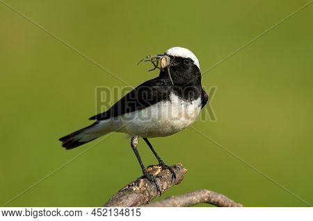 The pied wheatear (Oenanthe pleschanka) in natural habitat - male