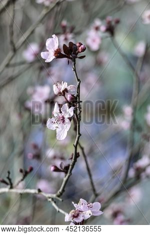 Pissardi Plum Tree Blooming With Pink Flowers. Selective Focus. Blurred Background