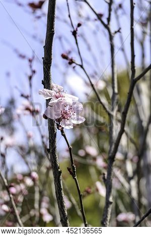 Pissardi Plum Tree Blooming With Pink Flowers. Selective Focus. Blurred Background