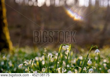 Beautiful Blooming Early Spring Snowflake Flowers Leucojum Vernum In A Spring Forest. Forest Floor C