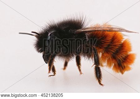 Closeup On A Colorful Orange Female European Orchard Mason Bee, Osmia Cornuta Isolated On A White Ba