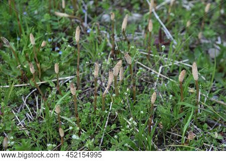 Field Horse Tail. Equisetaceae Perennial Plants. Used For Food And Medicinal Purposes.
