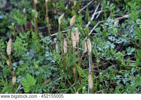 Field Horse Tail. Equisetaceae Perennial Plants. Used For Food And Medicinal Purposes.