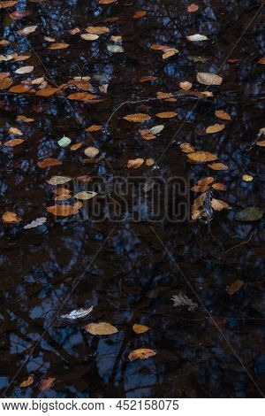 Stunning Abstract Intimate Landscape Image Of Vibrant Golden Leaves In Deep Dark Lake Edge Water