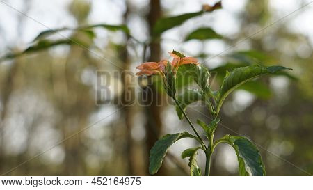 Crossandra Infundibuliformis Also Known As Firecracker Flower Is Species Of Flowering Plant In The F