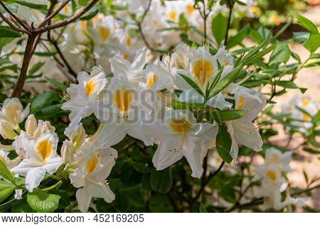 Flowers Of Hybrid Rhododendron Cultivar Juck Brydon Close-up. Evergreen Shrub. Used As An Ornamental