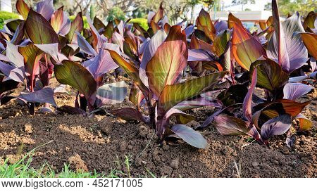 Beautiful Nursery Garden Of Canna Indica Or Lily