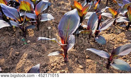 Beautiful Nursery Garden Of Canna Indica Or Lily