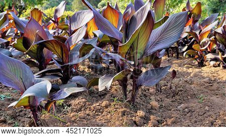 Beautiful Nursery Garden Of Canna Indica Or Lily