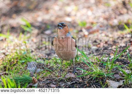 Common Chaffinch, Fringilla Coelebs, Sits On The Ground In Spring. Common Chaffinch In Wildlife.