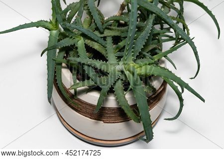Aloe Vera Plant In A Pot On A White Background. The Latin Name Is Aloe Barbadensis Miller. It Is A S