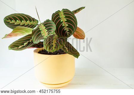 Beautiful Maranta Leaves With An Ornament On A Grey Background Close-up. Maranthaceae Family Is Unpr