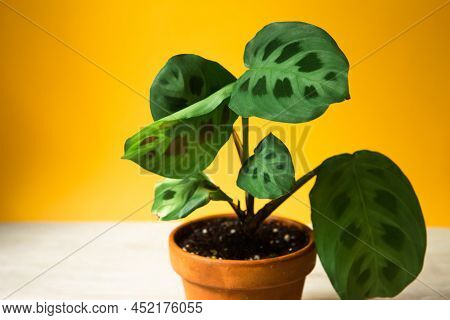 Beautiful Maranta Leaves With An Ornament On A Yellow Background Close-up. Maranthaceae Family Is Un
