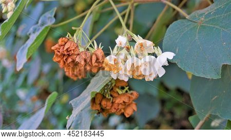 Closeup Of Flower Dombeya Reclinata Or Mahot Rouge