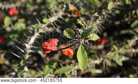 Euphorbia Milii Also Known As Crown Of Thorns, Christs Plant Etc