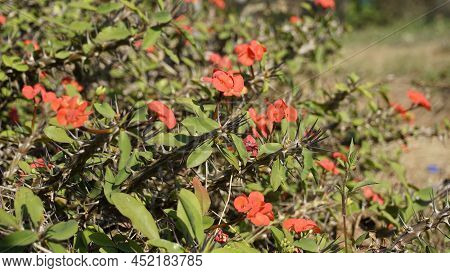 Euphorbia Milii Also Known As Crown Of Thorns, Christs Plant Etc
