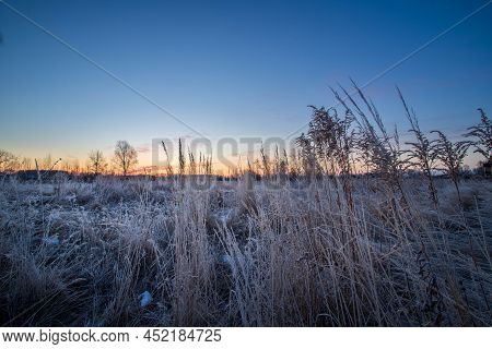 Reeds Against A Blue Sky In Winter. Dry Stems Of Reed Covered With Hoarfrost.