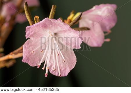 Beautiful Flower Of Siberian Wild Rosemary Rhododendron Ledebourwith Bright Delicate Spring Pink Flo