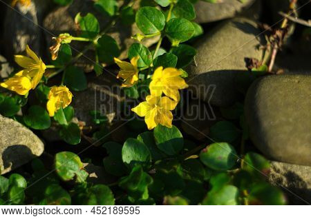 Golden Creeping Jenny Lysimachia Nummularia Flowering Yellow Flowers