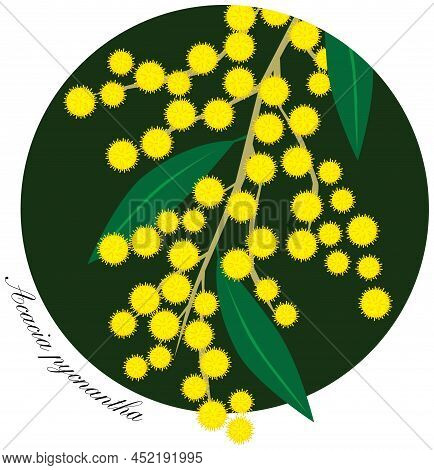 Illustration Of Golden Wattle Flowers And Leaves