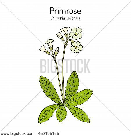 Primrose Primula Vulgaris , Medicinal And Ornamental Plant. Hand Drawn Botanical Vector Illustration