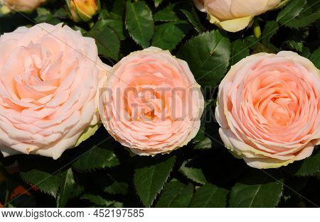 Three Pink Rose Flowers Blossomed In Spring And Some Green Leaves