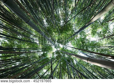 Dense Forest Of Tall Bamboo Canes Viewed From Below