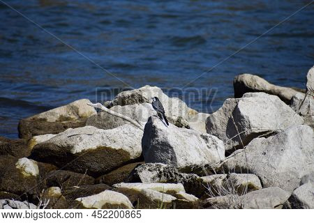 Wagtail On The Stones At The Rhine