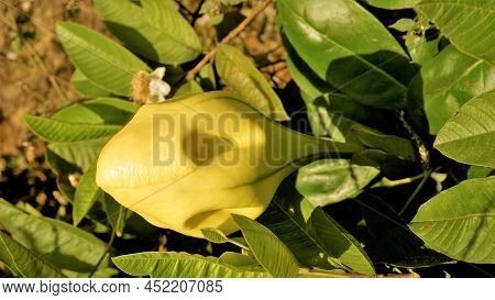Solandra Maxima Also Known As Hawaiian Lilly, Golden Chalice Vine
