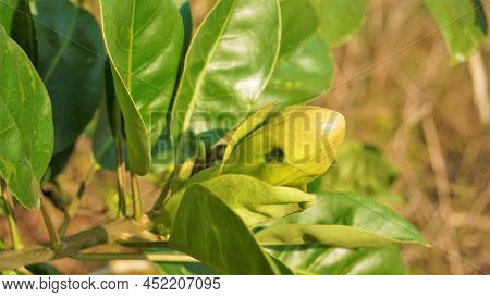 Solandra Maxima Also Known As Hawaiian Lilly, Golden Chalice Vine
