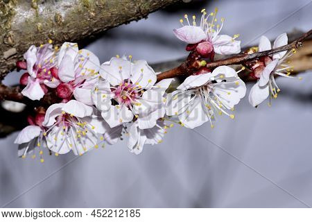 Fruit Treeblossoms Close Up In My Garden