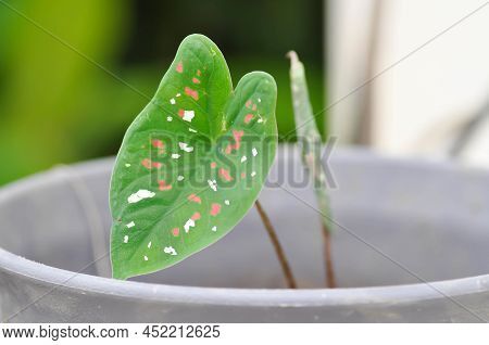 Dieffenbachia Seguine ,caladium Bicolor Or Araceae Plant