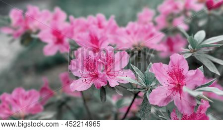 Floral Background Of Pink Purple Rhododendron Flowers Close Up Copy Space, Botanical Rhododendron Po