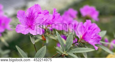 Floral Background Of Pink Purple Rhododendron Flowers Close Up Copy Space, Botanical Rhododendron Po