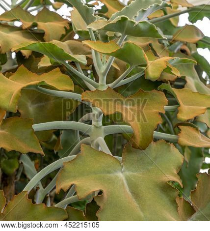 Detail Shot Of Some Felt Bush Leaves