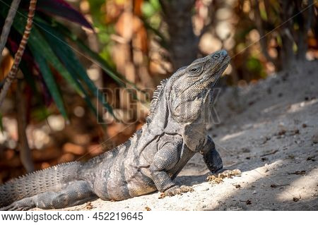 Iguana At A Resort In Mexico's Riviera Maya.