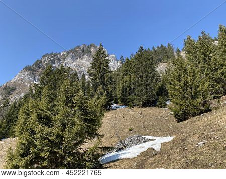 Evergreen Forest Or Coniferous Trees In Early Spring On The Slopes Of The Alpine Mountains Around Th