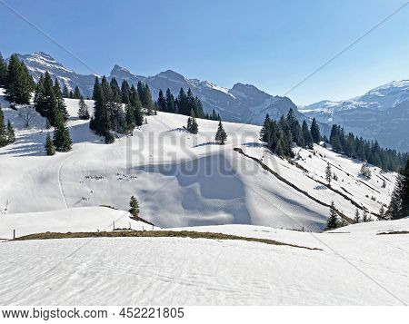 Evergreen Forest Or Coniferous Trees In Early Spring On The Slopes Of The Alpine Mountains Around Th