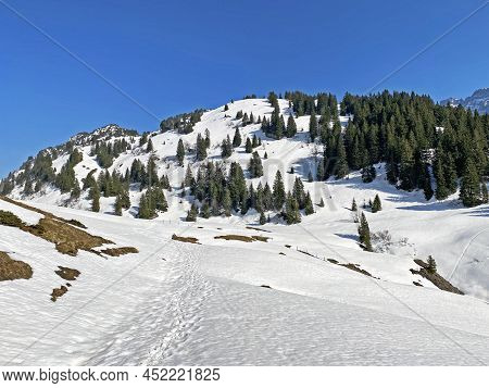 Evergreen Forest Or Coniferous Trees In Early Spring On The Slopes Of The Alpine Mountains Around Th