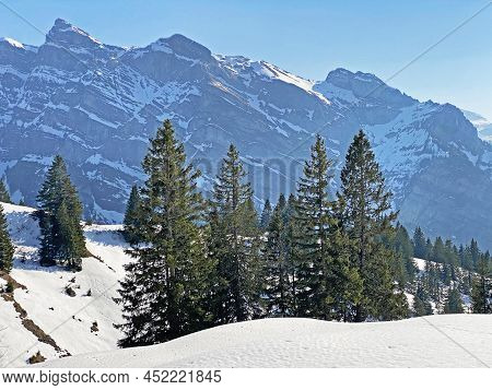 Evergreen Forest Or Coniferous Trees In Early Spring On The Slopes Of The Alpine Mountains Around Th