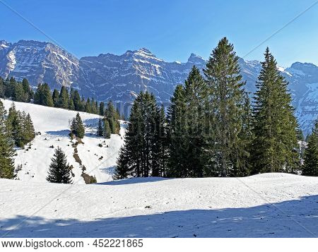 Evergreen Forest Or Coniferous Trees In Early Spring On The Slopes Of The Alpine Mountains Around Th