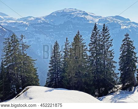 Evergreen Forest Or Coniferous Trees In Early Spring On The Slopes Of The Alpine Mountains Around Th