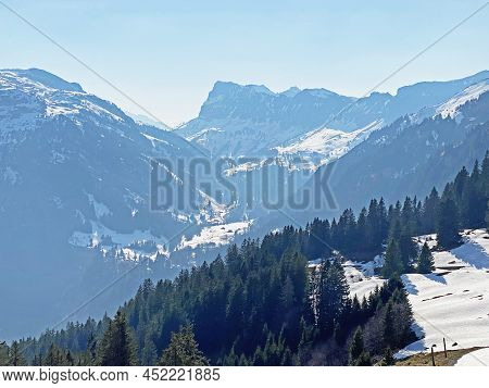 Evergreen Forest Or Coniferous Trees In Early Spring On The Slopes Of The Alpine Mountains Around Th