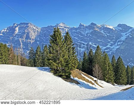 Evergreen Forest Or Coniferous Trees In Early Spring On The Slopes Of The Alpine Mountains Around Th
