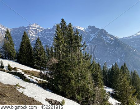 Evergreen Forest Or Coniferous Trees In Early Spring On The Slopes Of The Alpine Mountains Around Th