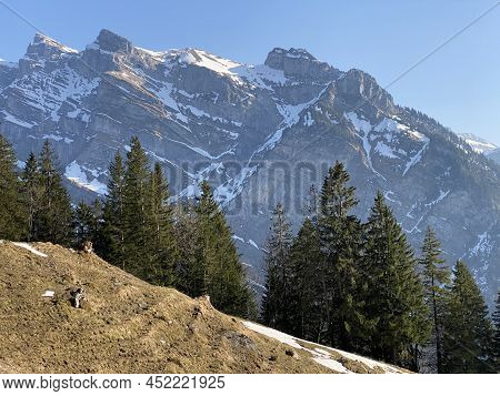 Evergreen Forest Or Coniferous Trees In Early Spring On The Slopes Of The Alpine Mountains Around Th