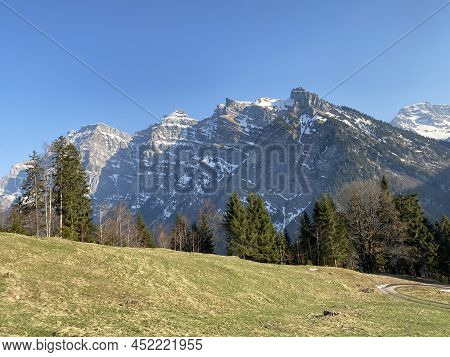 Evergreen Forest Or Coniferous Trees In Early Spring On The Slopes Of The Alpine Mountains Around Th