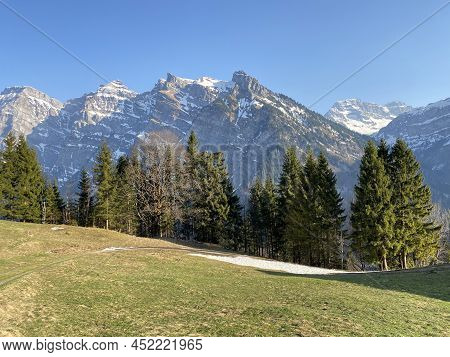 Evergreen Forest Or Coniferous Trees In Early Spring On The Slopes Of The Alpine Mountains Around Th