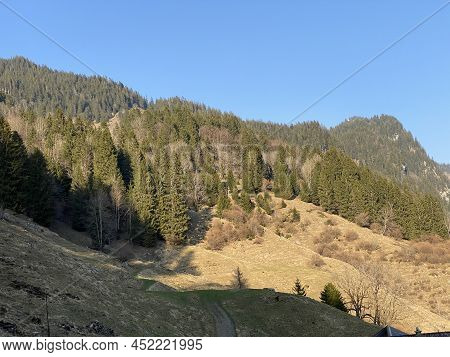 Evergreen Forest Or Coniferous Trees In Early Spring On The Slopes Of The Alpine Mountains Around Th