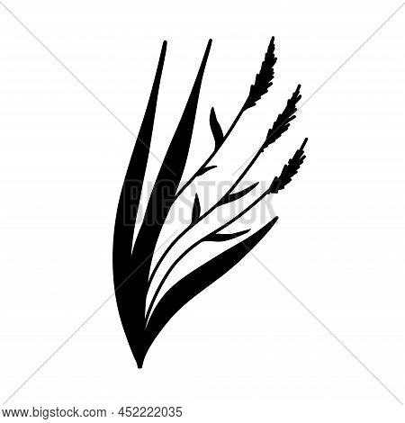 Reed Grass Silhouette. Black Hand Drawn Reeds Sketch. Vector Isolated Element.